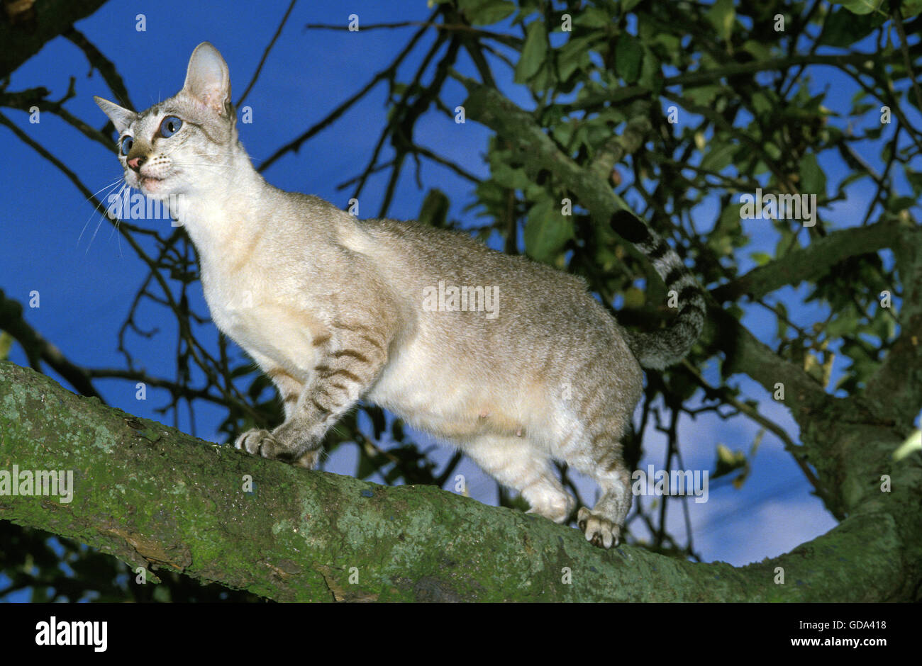 Siamese Domestic Cat, Adult in Tree Stock Photo