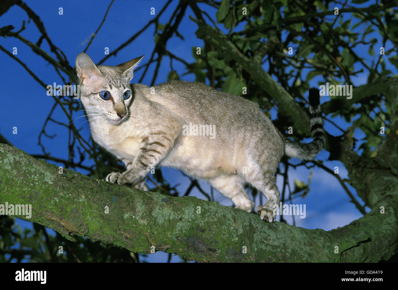 Siamese Domestic Cat in Tree Stock Photo Alamy