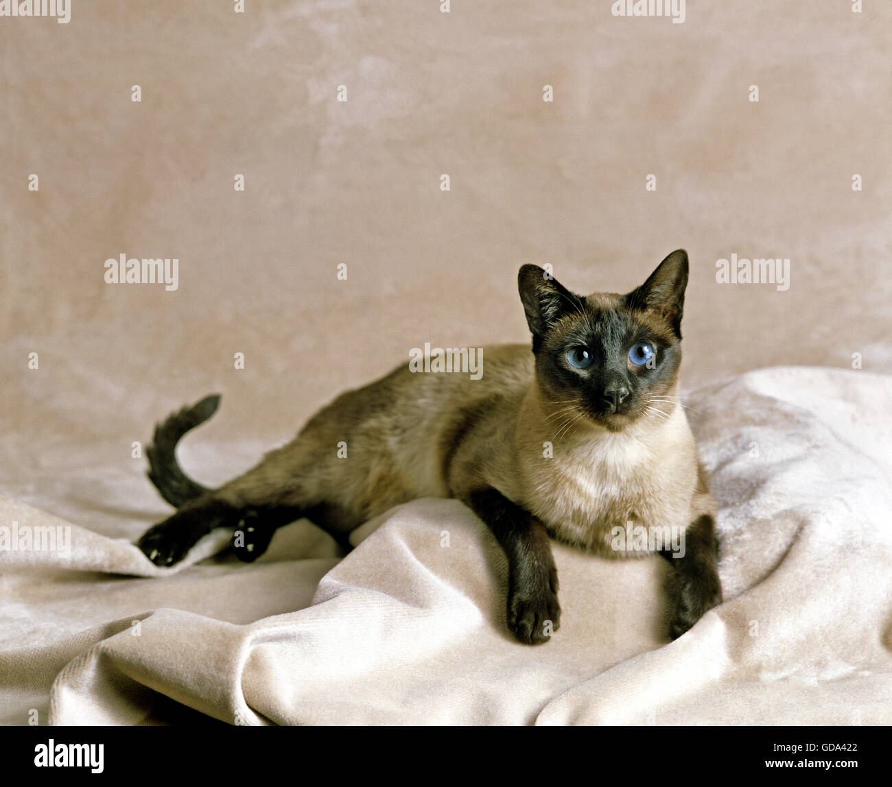 Seal Point Siamese Domestic Cat, Adult Stock Photo