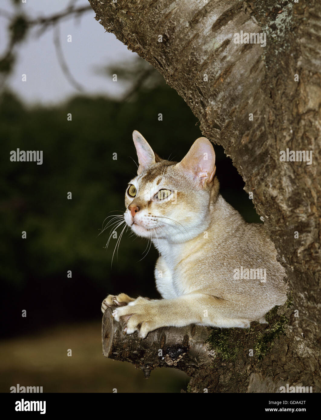Singapura Domestic Cat in Tree Stock Photo