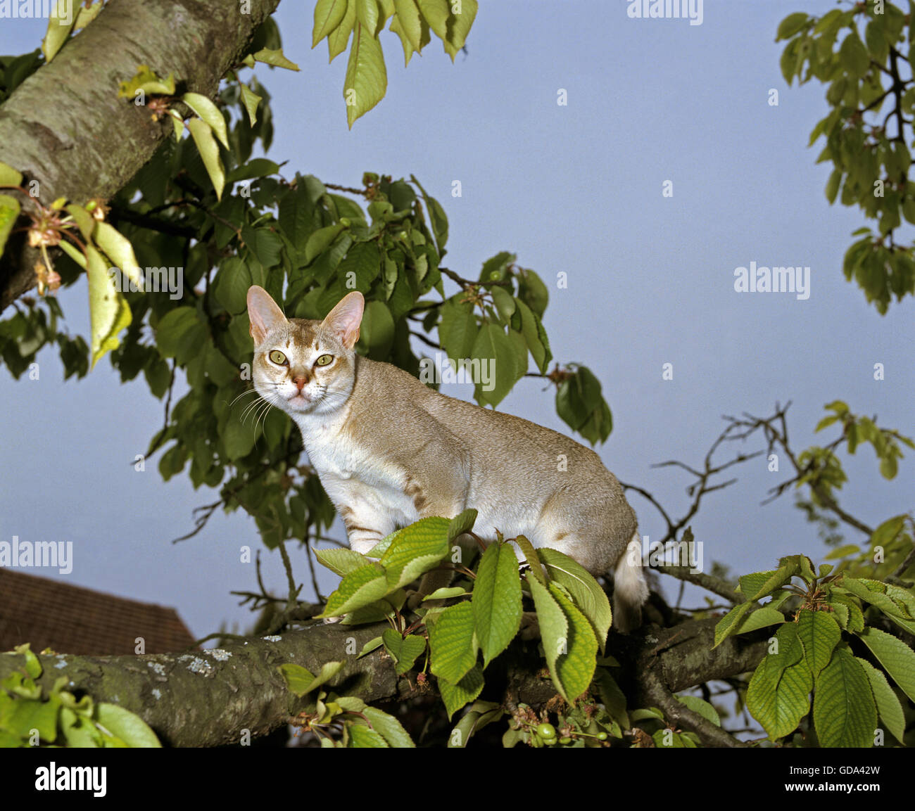 Singapura Domestic Cat in Tree Stock Photo