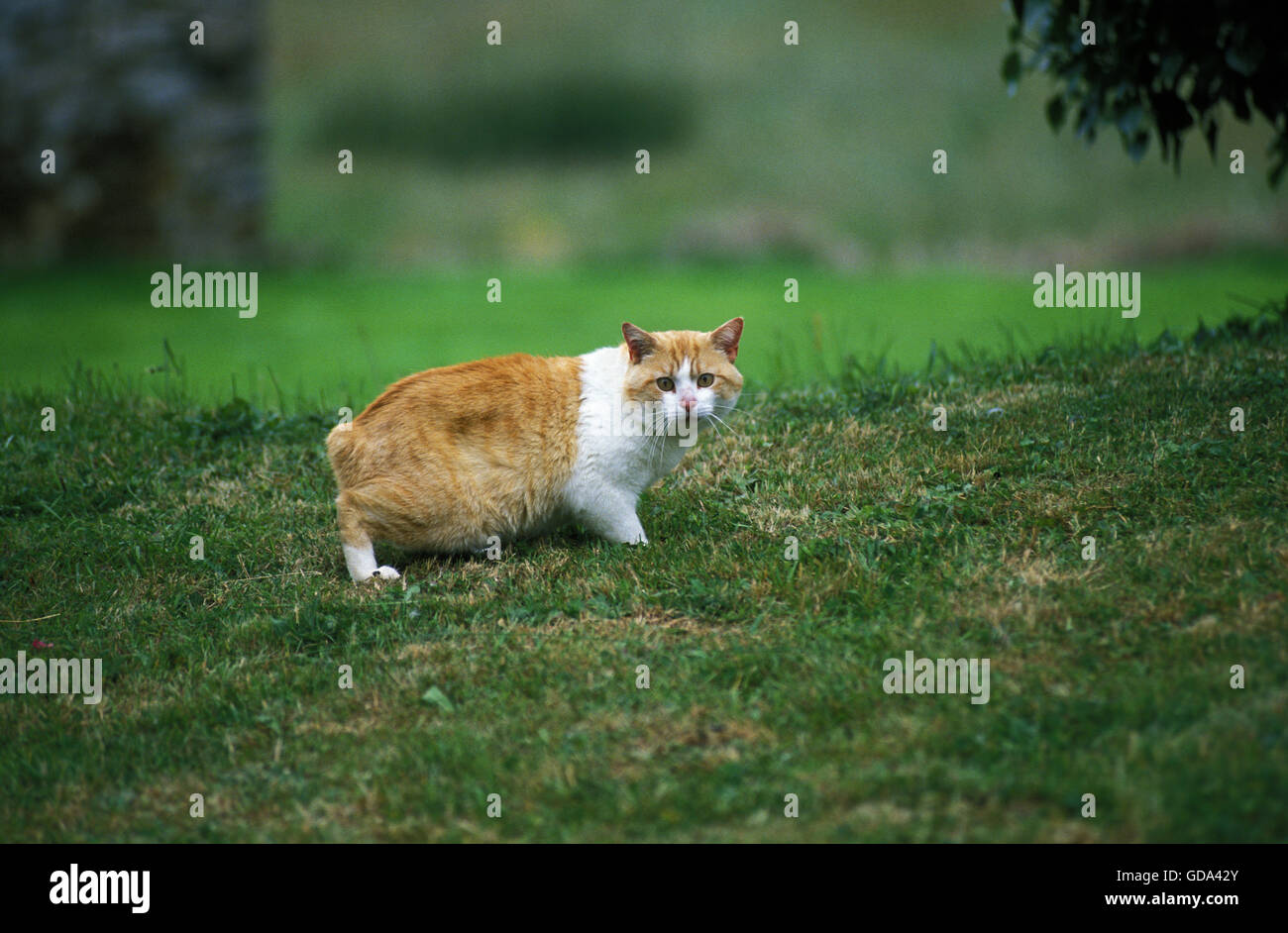 Manx Domestic Cat, Tailless Breed Stock Photo