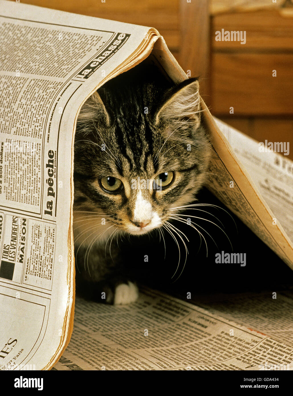 Skogkatt Domestic Cat, Kitten playing with Newspaper Stock Photo Alamy