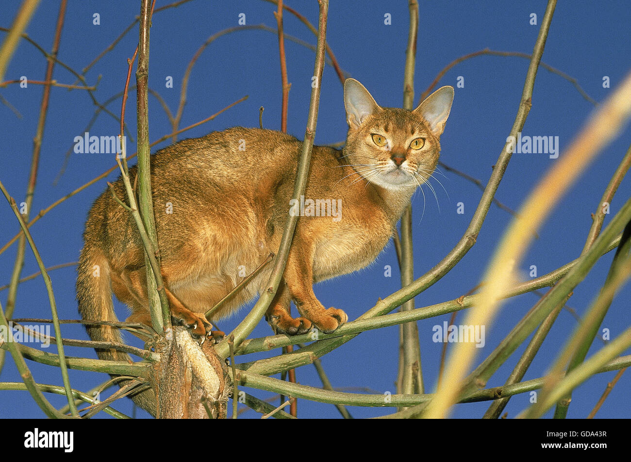 ABYSSINIAN DOMESTIC CAT, ADULT IN TREE Stock Photo