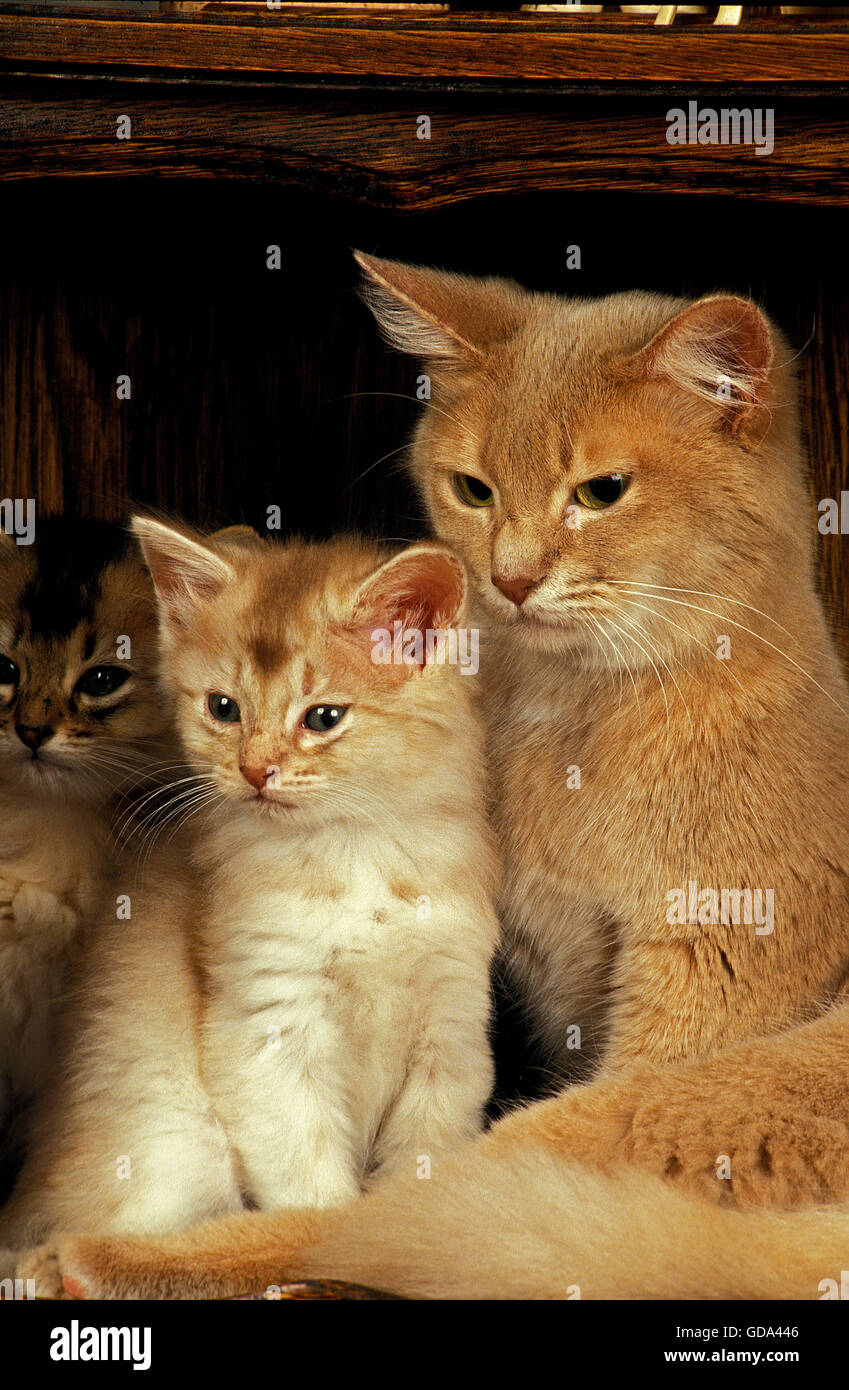 FAWN SOMALI DOMESTIC CAT, FEMALE WITH KITTEN Stock Photo