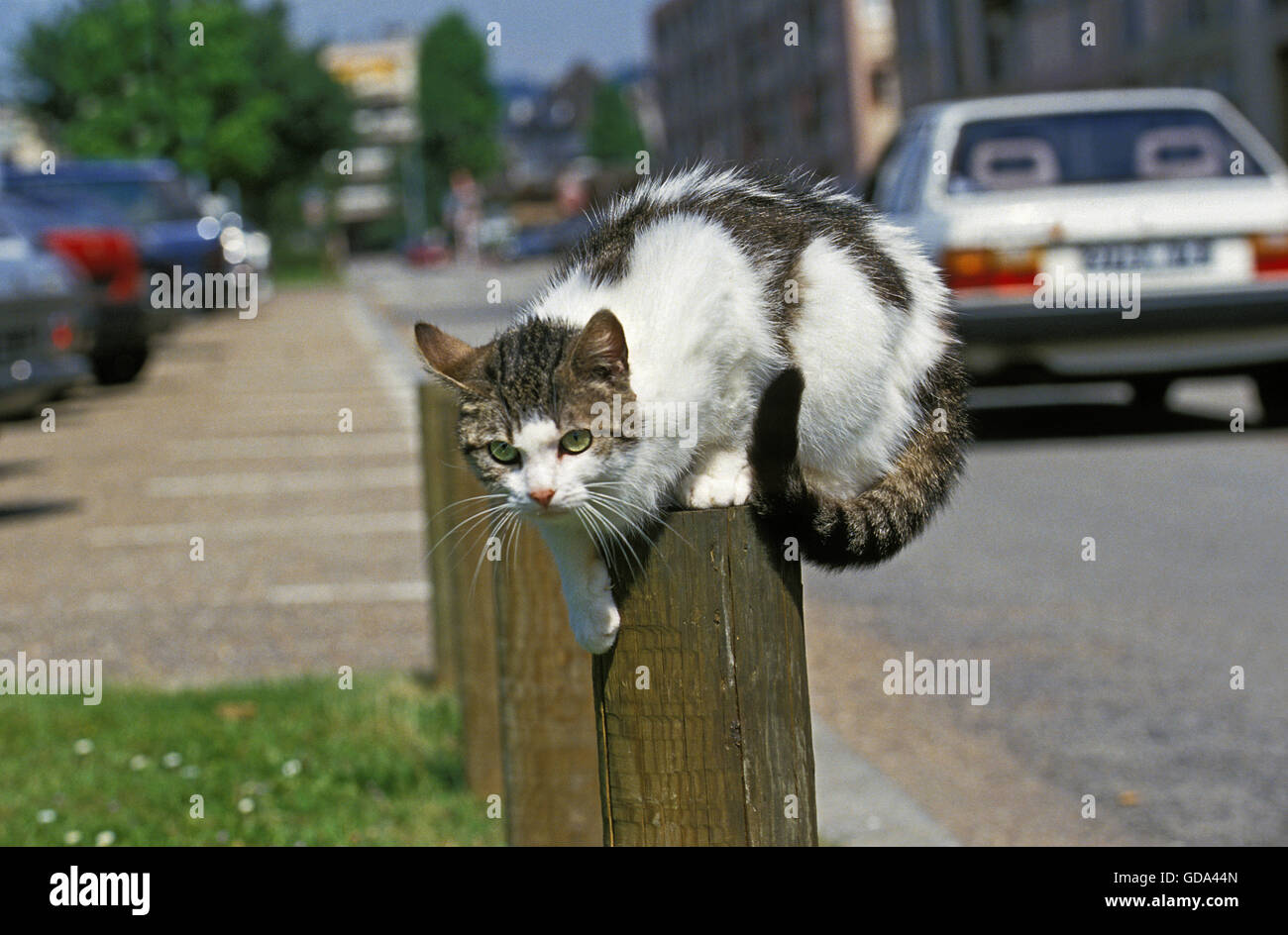 EUROPEAN DOMESTIC CAT, ADULT ON POST IN A CITY Stock Photo
