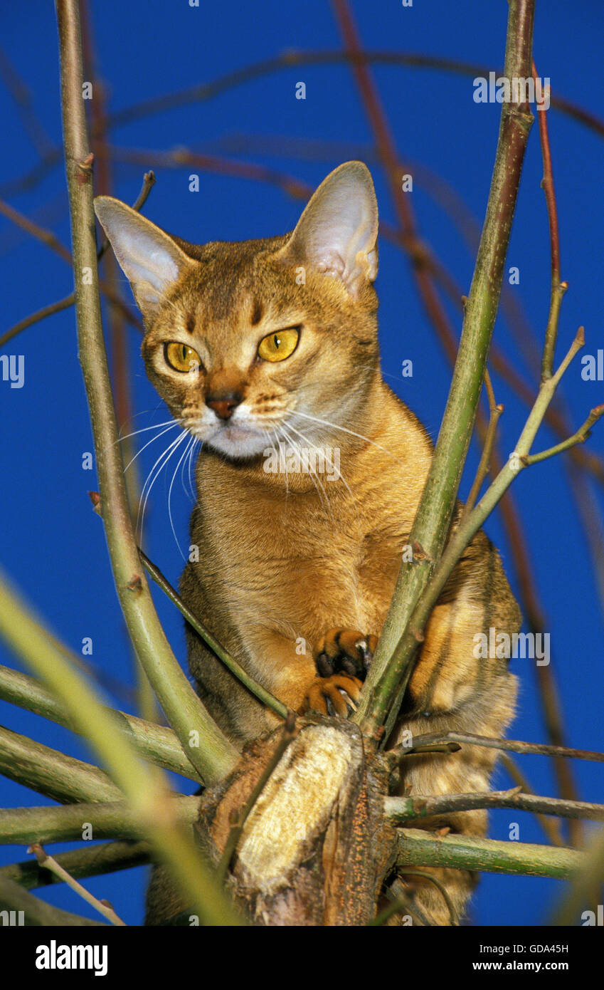 Abyssinian Domestic Cat in Tree Stock Photo