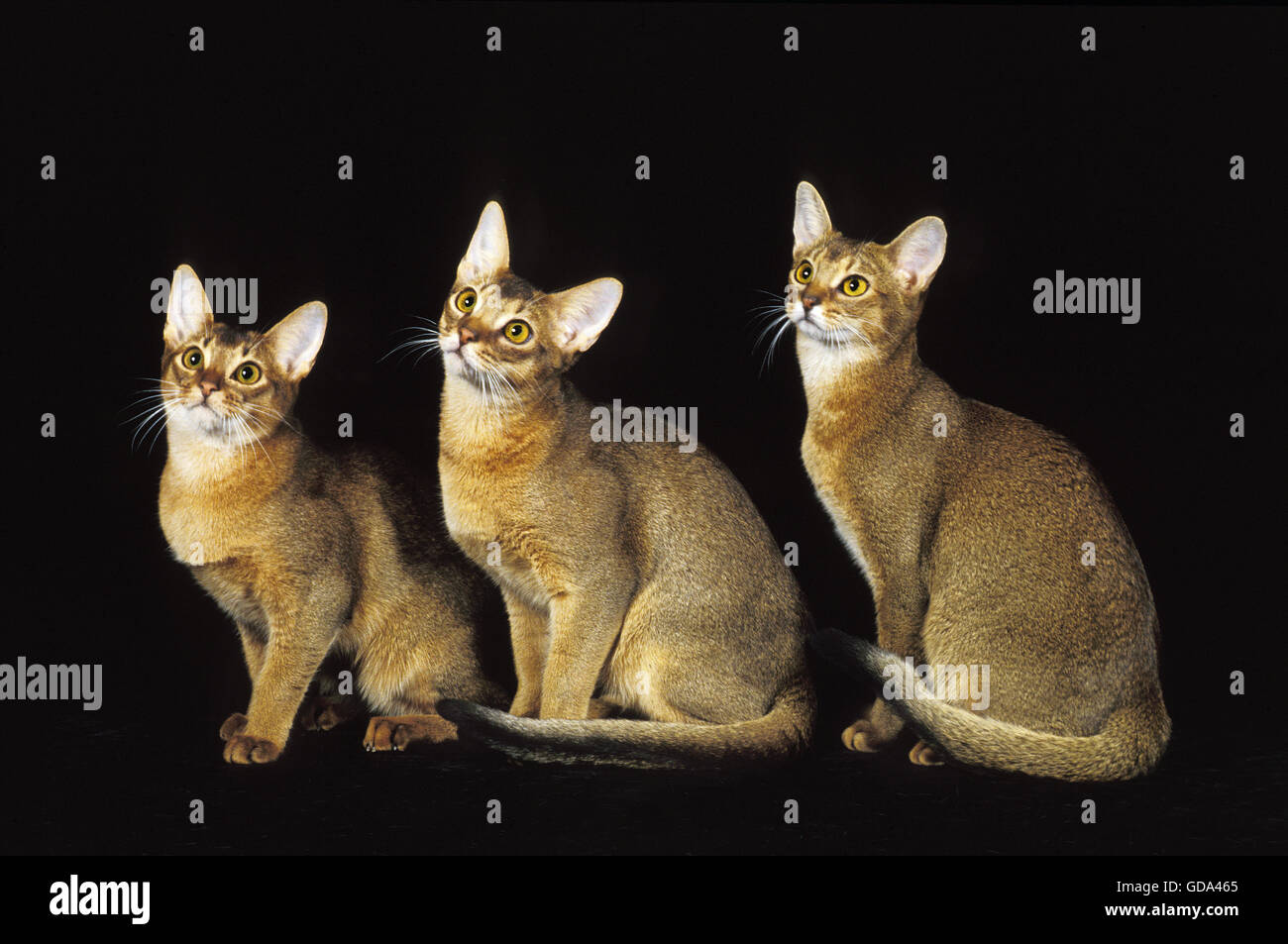 Abyssinian Domestic Cat, Adults against Black Background Stock Photo