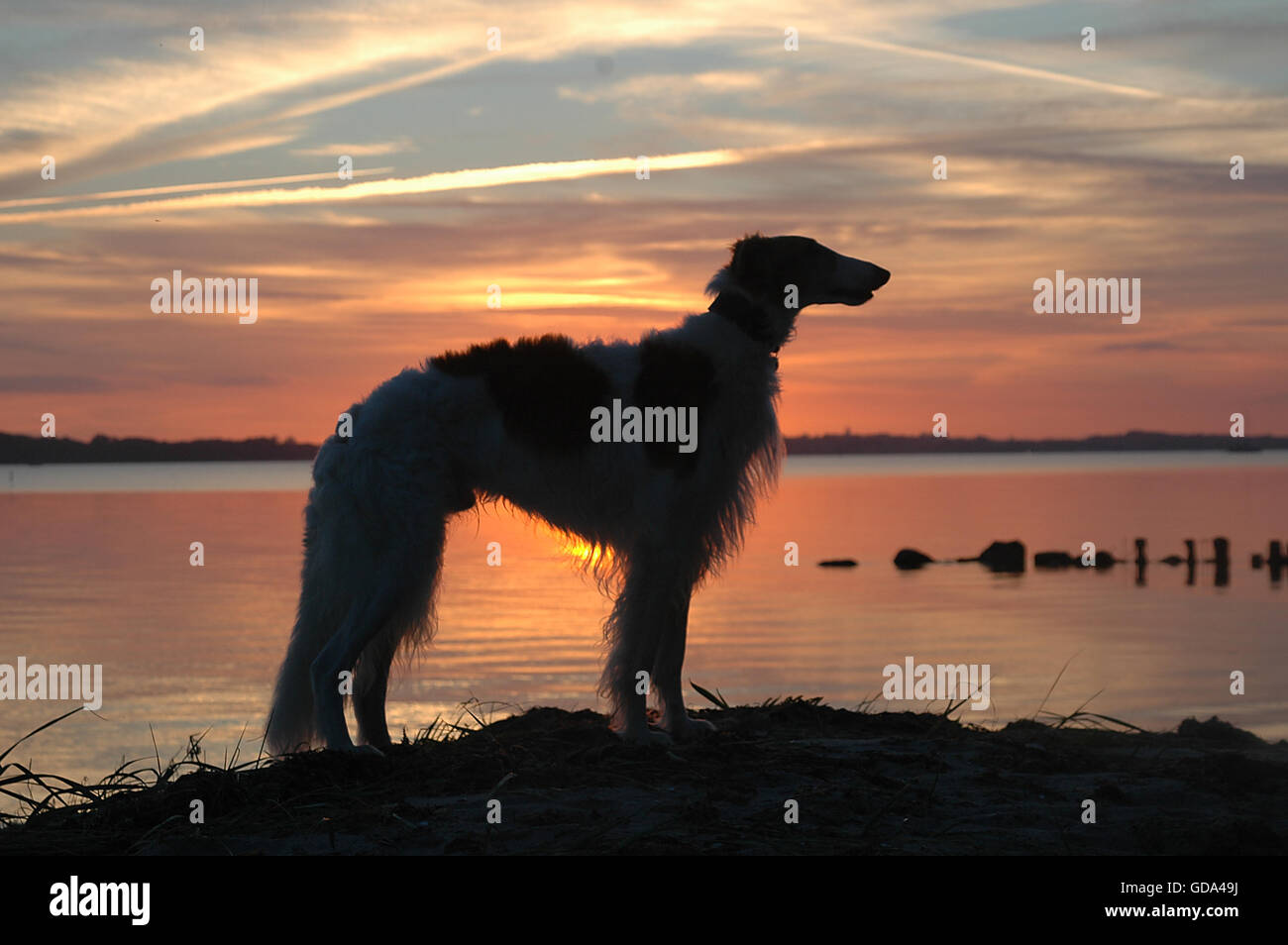 Borzoi dog seen as a silhouette against the sunset. Stock Photo