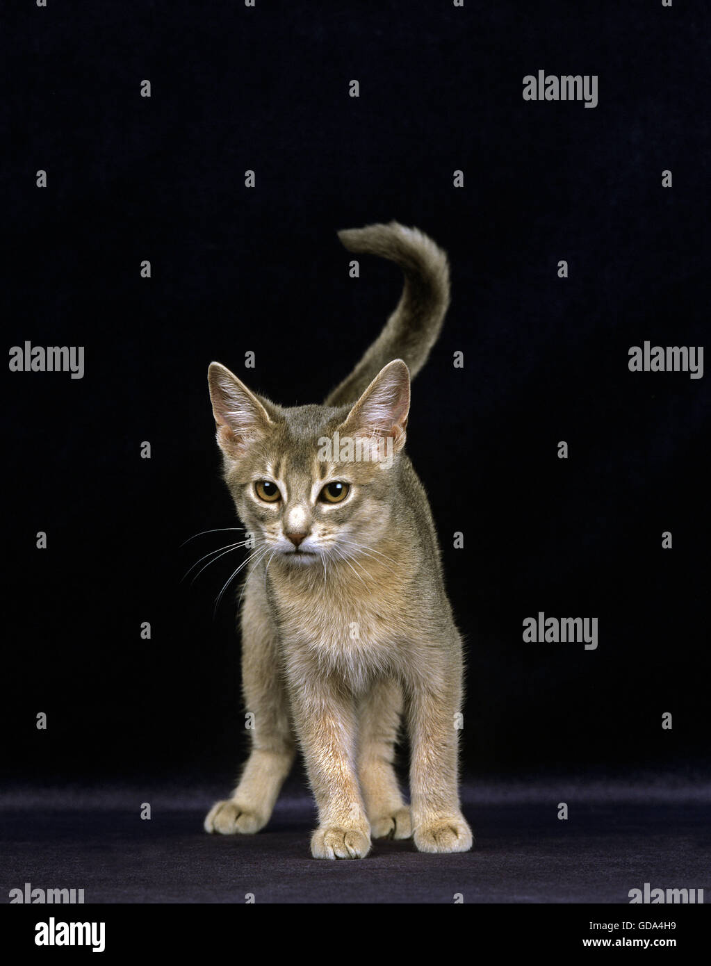 Blue Abyssinian Domestic Cat Kitten Against Black Background