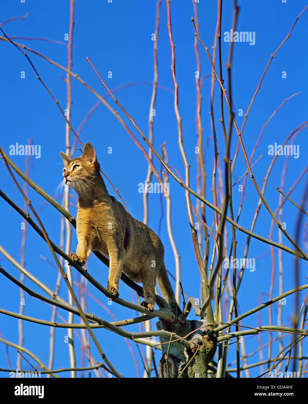 Abyssinian Domestic Cat Stock Photo