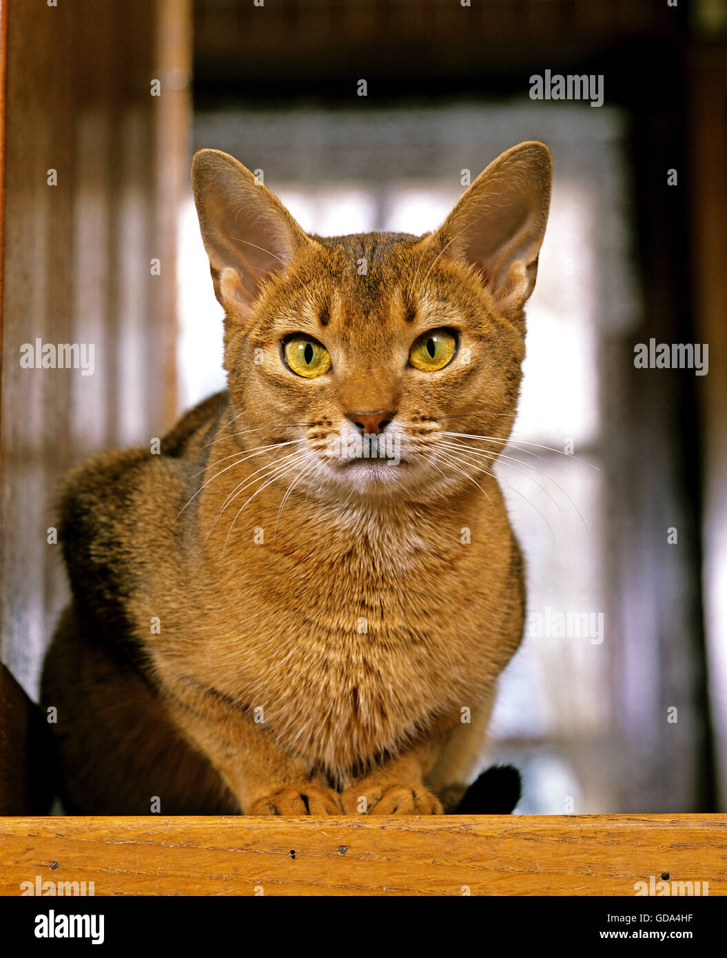 Abyssinian Domestic Cat Stock Photo