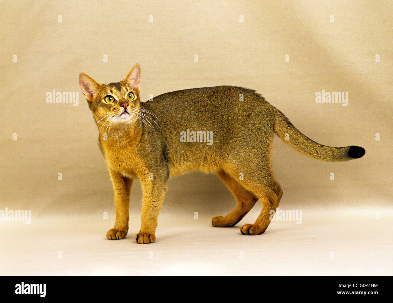 Abyssinian Domestic Cat Stock Photo