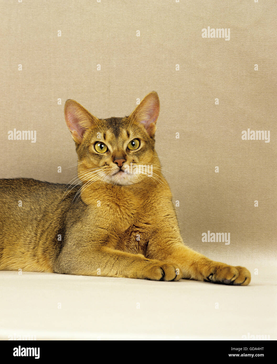 Red Abyssinian Domestic Cat Stock Photo