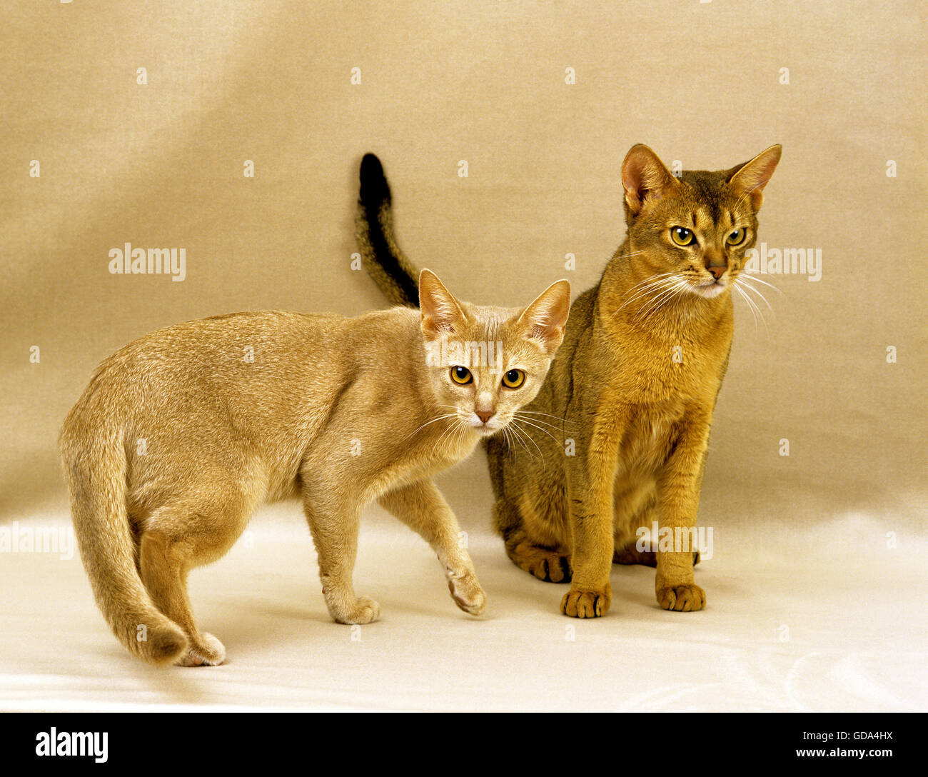 Red Abyssinian Domestic Cat Stock Photo