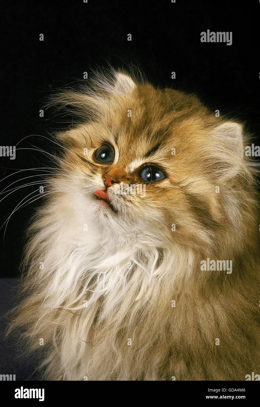Golden Persian Domestic Cat, Portrait of Kitten Stock Photo