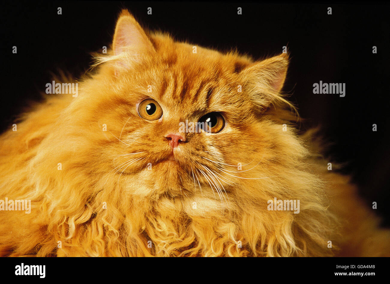 Red Persian Domestic Cat, Portrait of Adult Stock Photo