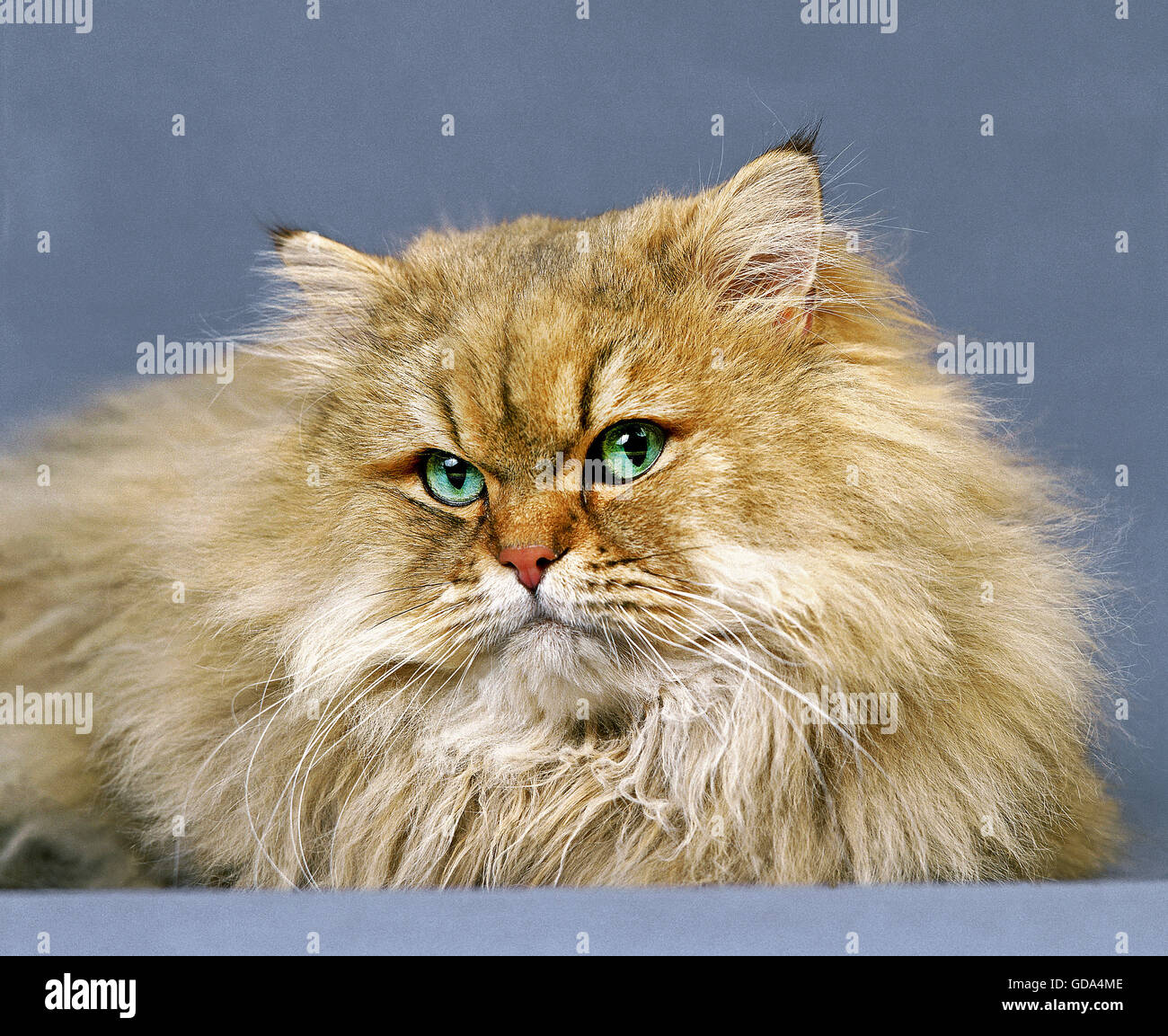 Golden Persian Domestic Cat Stock Photo