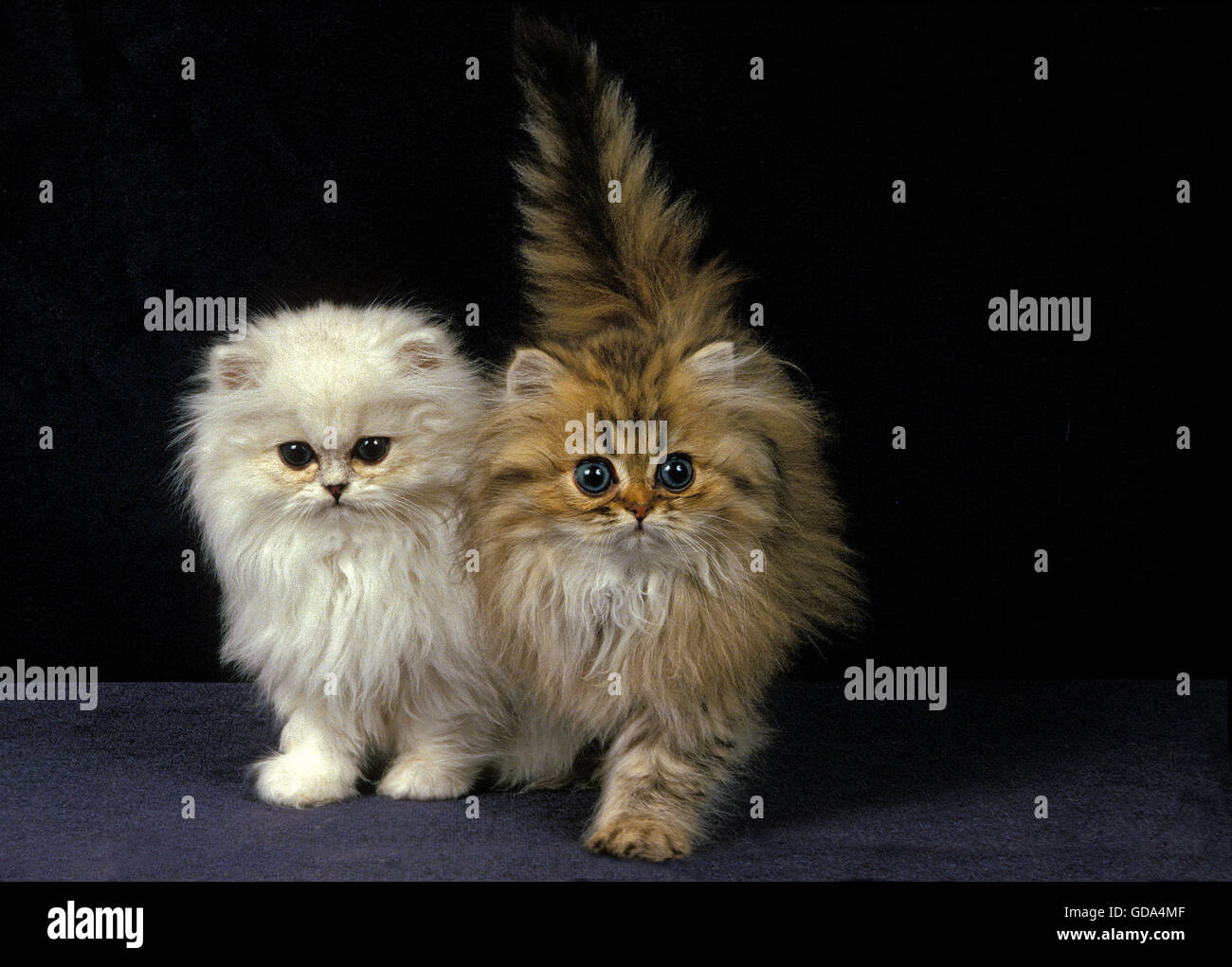 GOLDEN AND CHINCHILLA PERSIAN CAT, KITTEN Stock Photo
