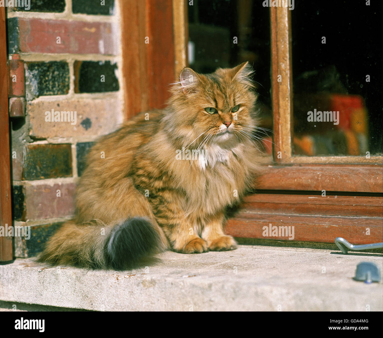 Golden Persian Domestic Cat sitting at Window Stock Photo