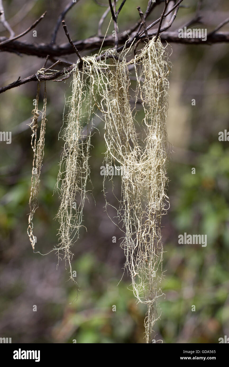 Long hair of Usnea barbata. Old pine forest in Tenerife, Canarian Stock Photo