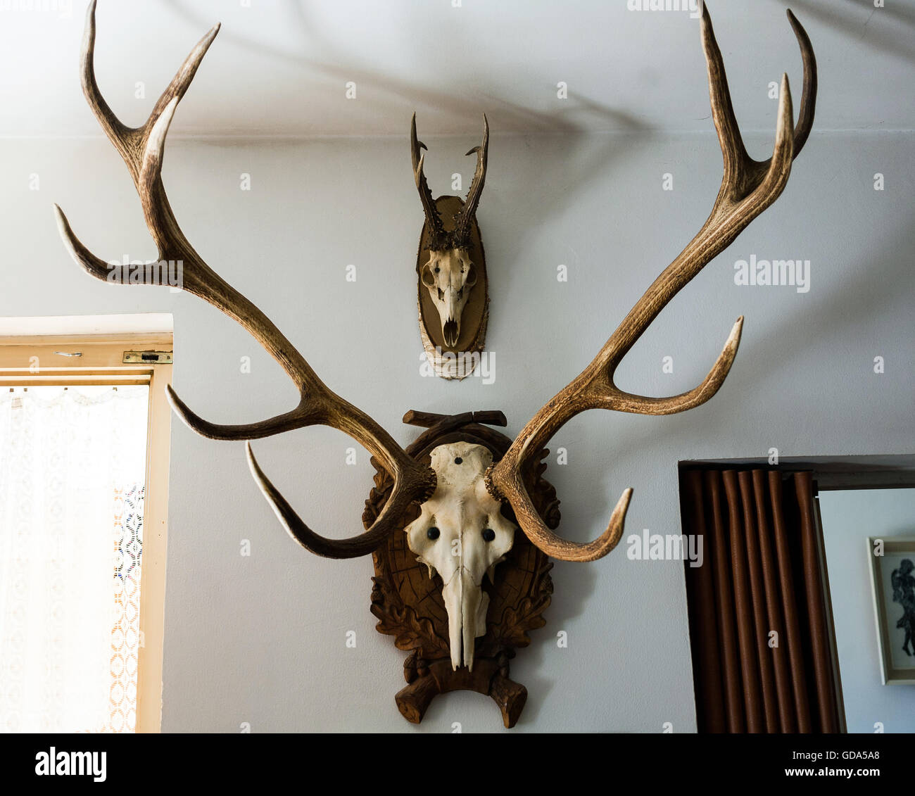 Deer and goat skulls on a wall Stock Photo
