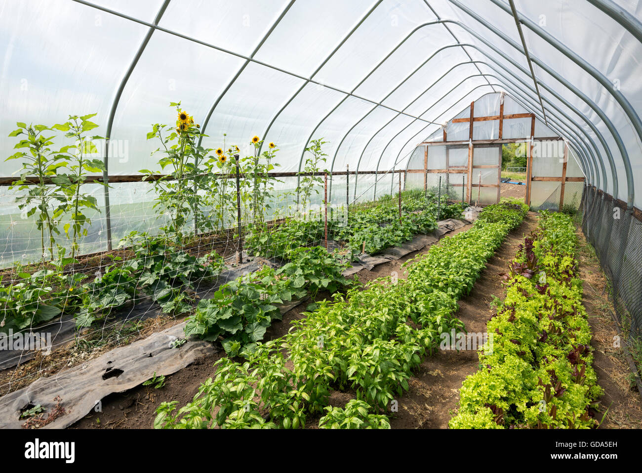 Produce growing in a greenhouse on a farm in Oregon's Wallowa Valley Stock Photo Alamy