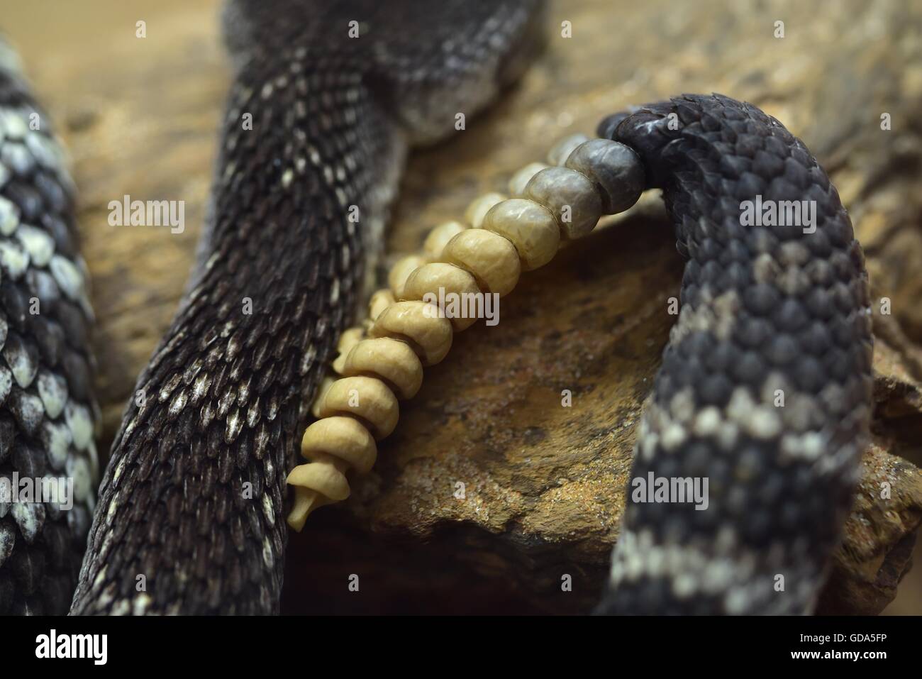 Close up of Rattle snakes rattler Stock Photo