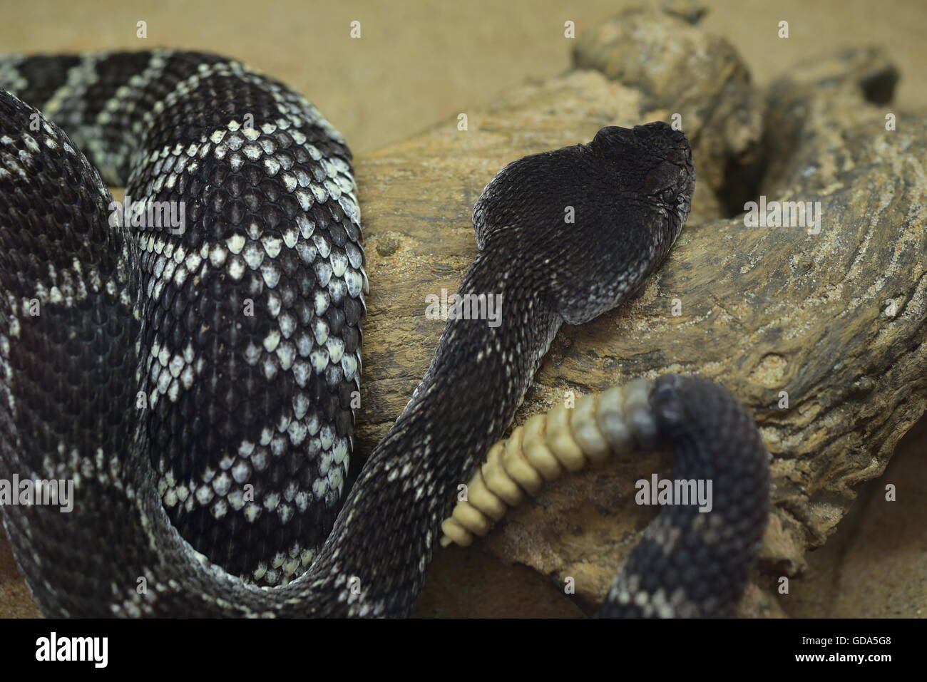 Pacific Rattle Snake Stock Photo