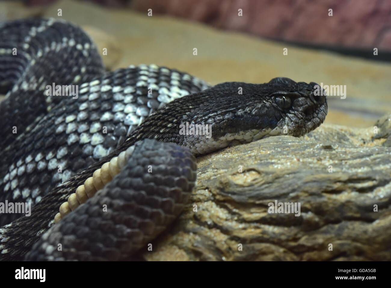 Pacific Rattle Snake Stock Photo
