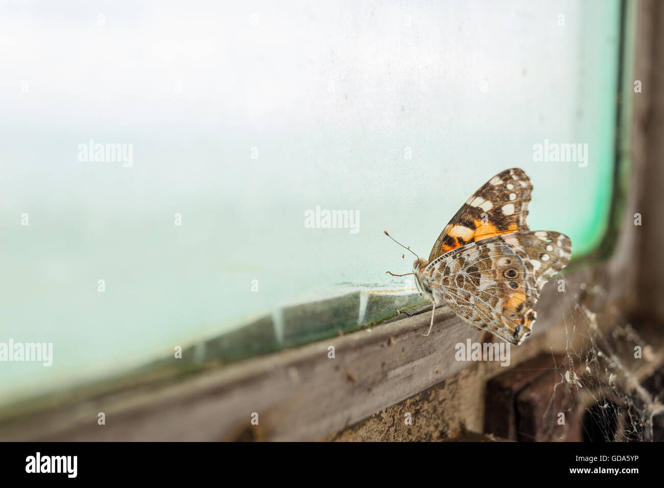 Butterfly trapped by old, dirty window Stock Photo
