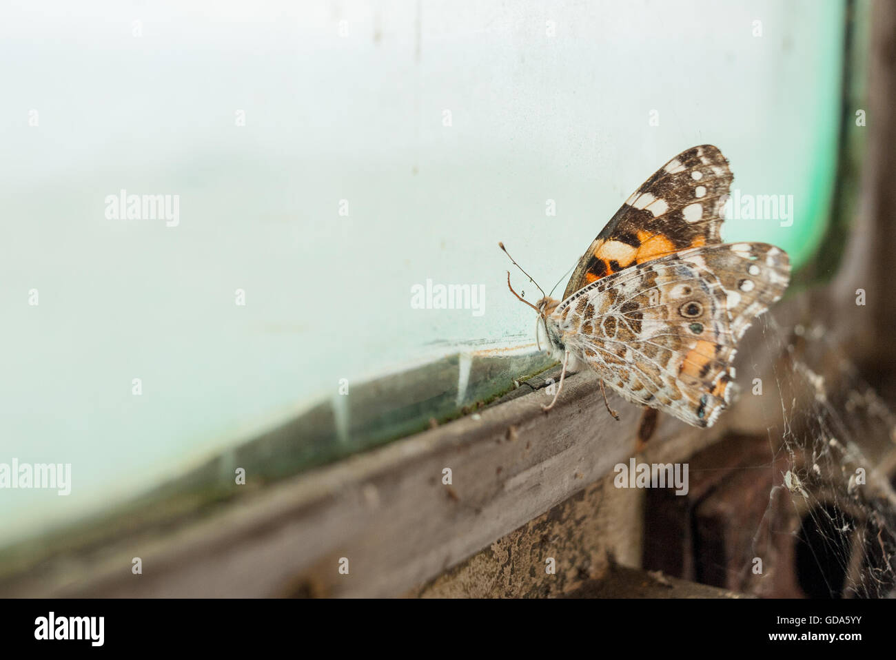 Butterfly trapped by old, dirty train window Stock Photo