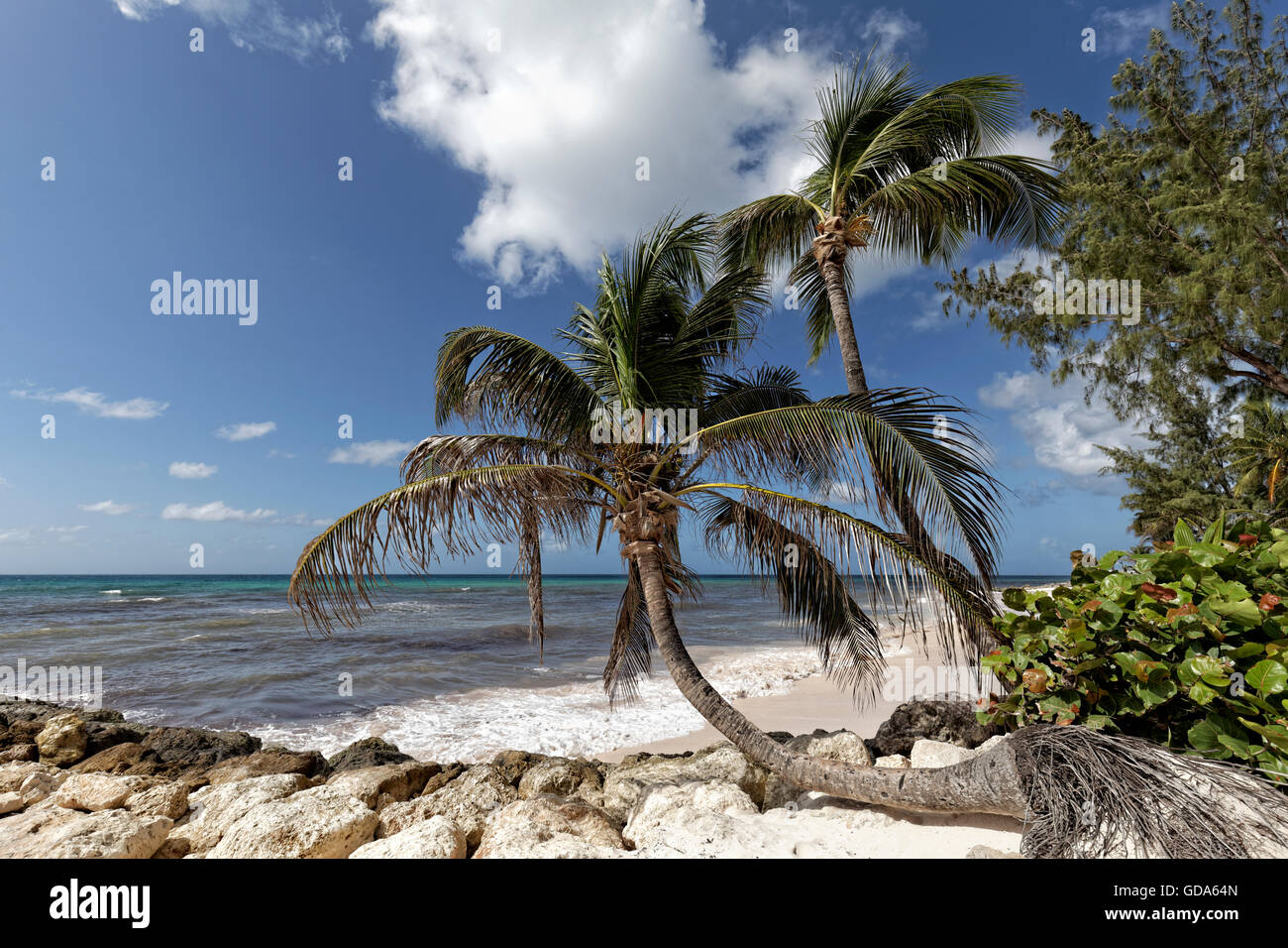 Palm Tree at the Beach, Caribbean Sea, Barbados Stock Photo