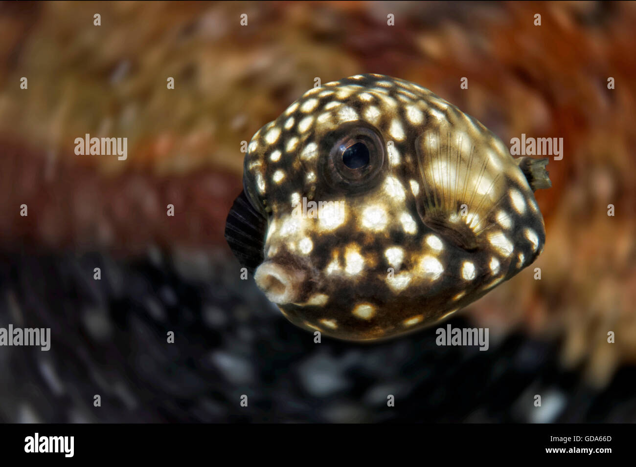 Juvenile Smooth Trunkfish, Lactophrys triqueter, Caribbean Sea, Barbados Stock Photo