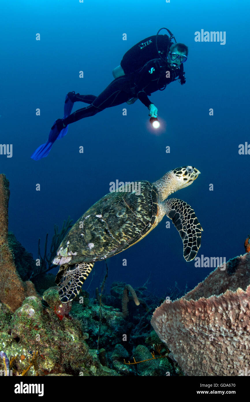 Scuba Diver and Hawksbill Sea Turtle, Eretmochelys imbricata, Caribbean Sea, Barbados Stock Photo
