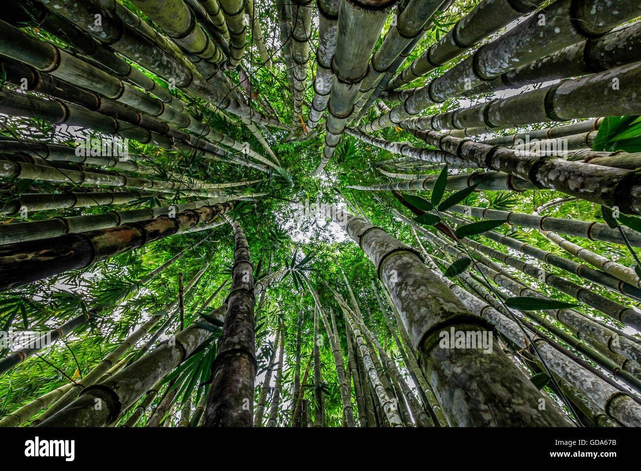 Bamboo Tree, Bambusa sp., Costa Rica Stock Photo