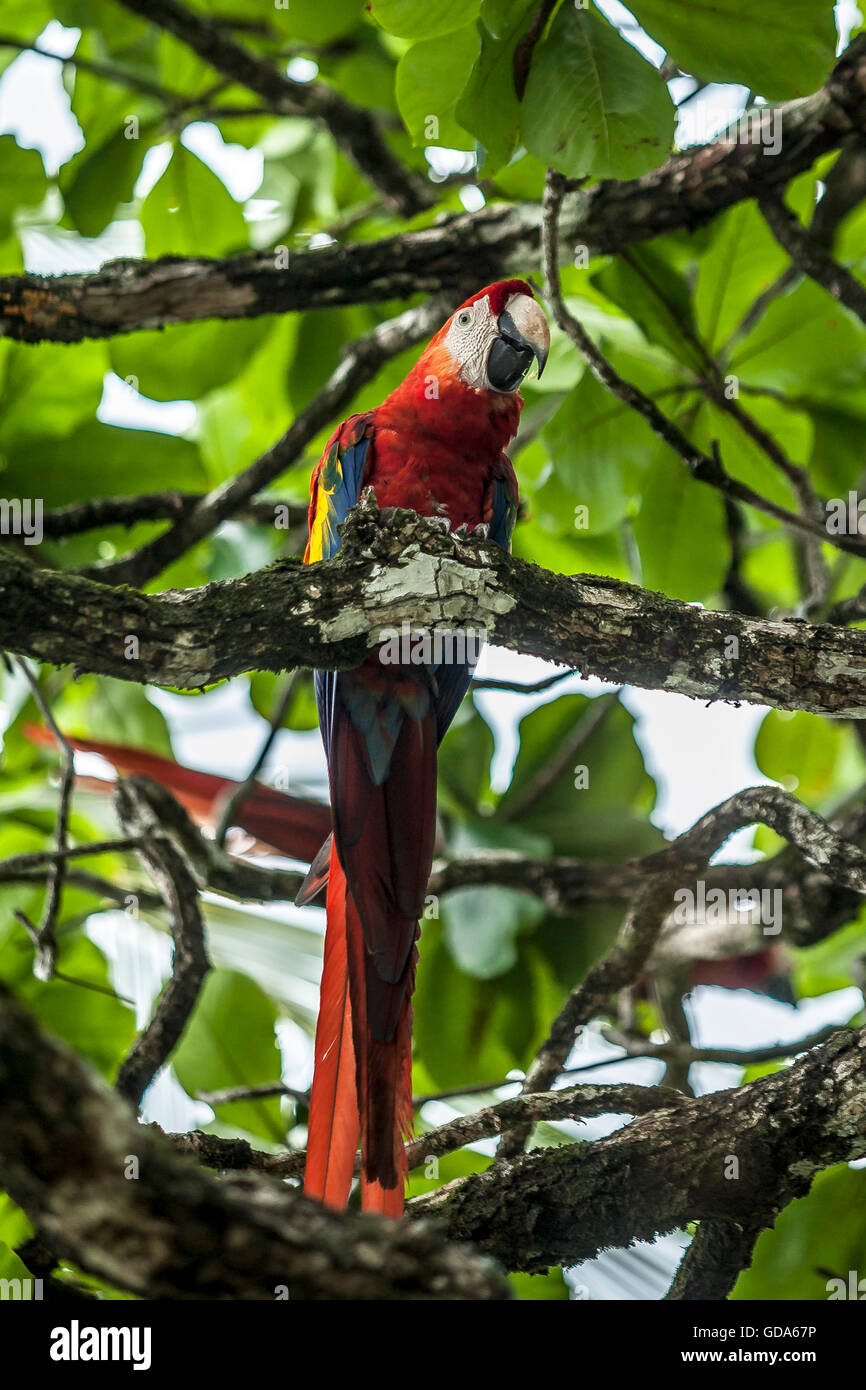 Scarlet Macaw, Ara macao, Costa Rica Stock Photo
