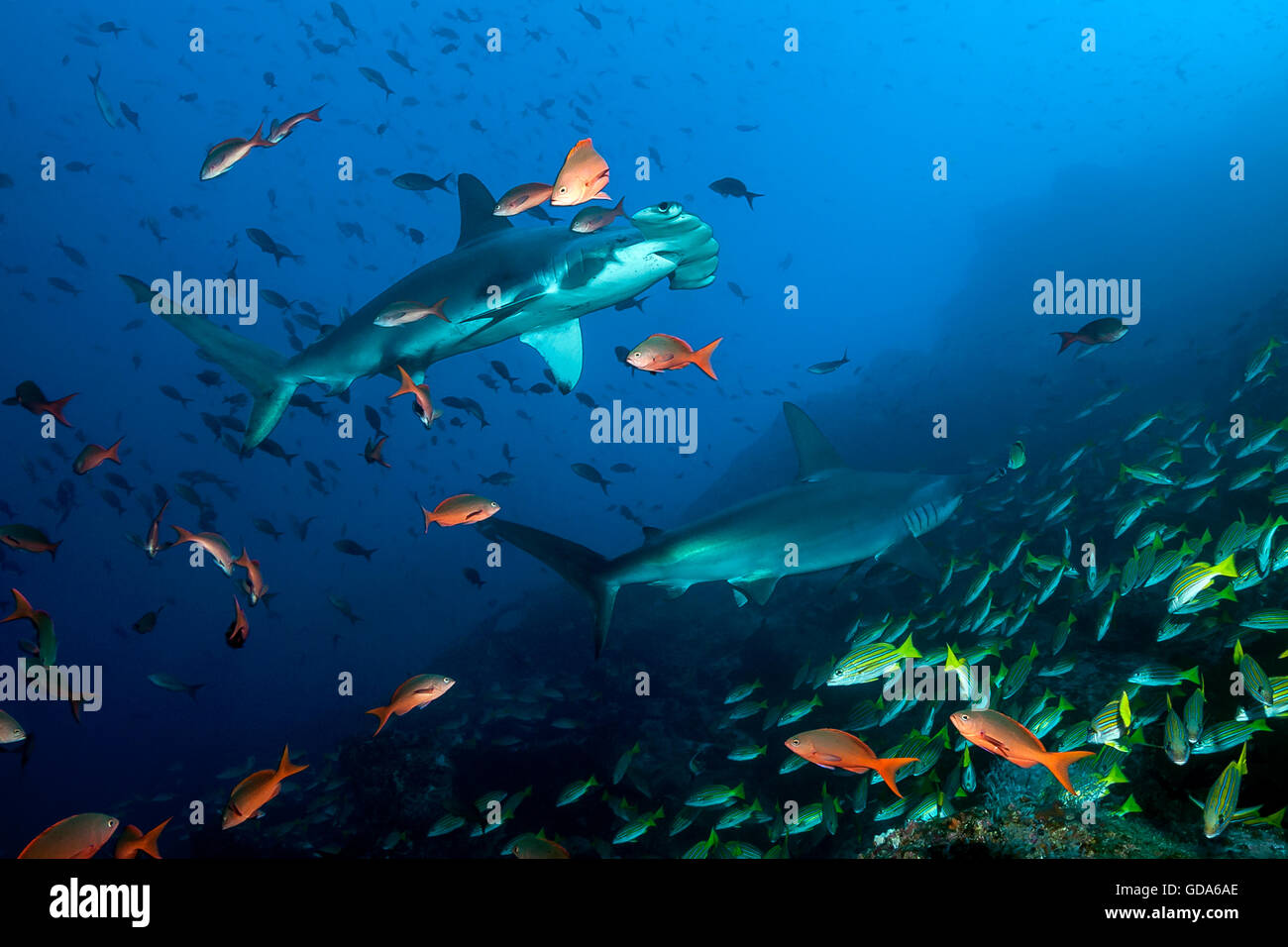 Scalloped Hammerhead Shark, Sphyrna lewini, Cocos Island, Costa Rica Stock Photo