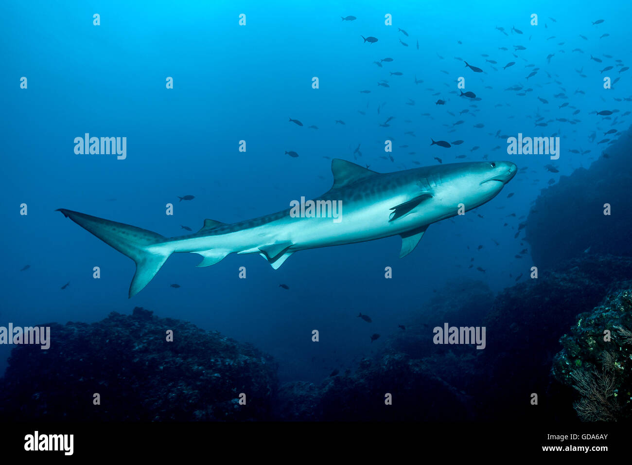 Tiger Shark, Galeocerdo cuvier, Cocos Island, Costa Rica Stock Photo