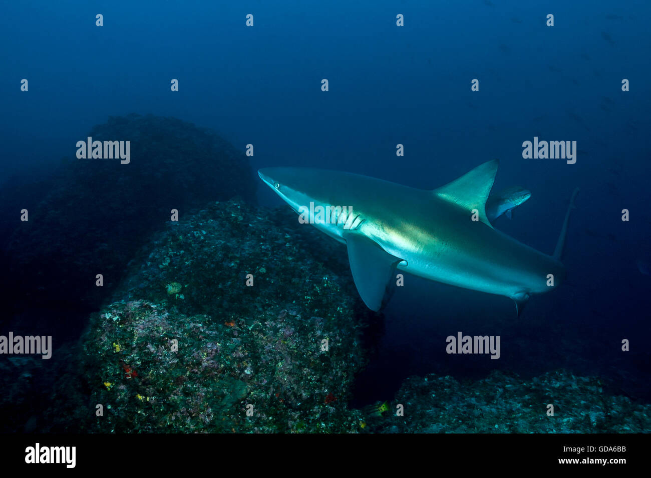 Galapagos Shark, Carcharhinus galapagensis, Cocos Island, Costa Rica Stock Photo