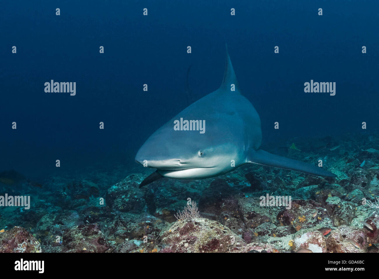 Bull Shark, Carcharhinus leucas, Cocos Island, Costa Rica Stock Photo
