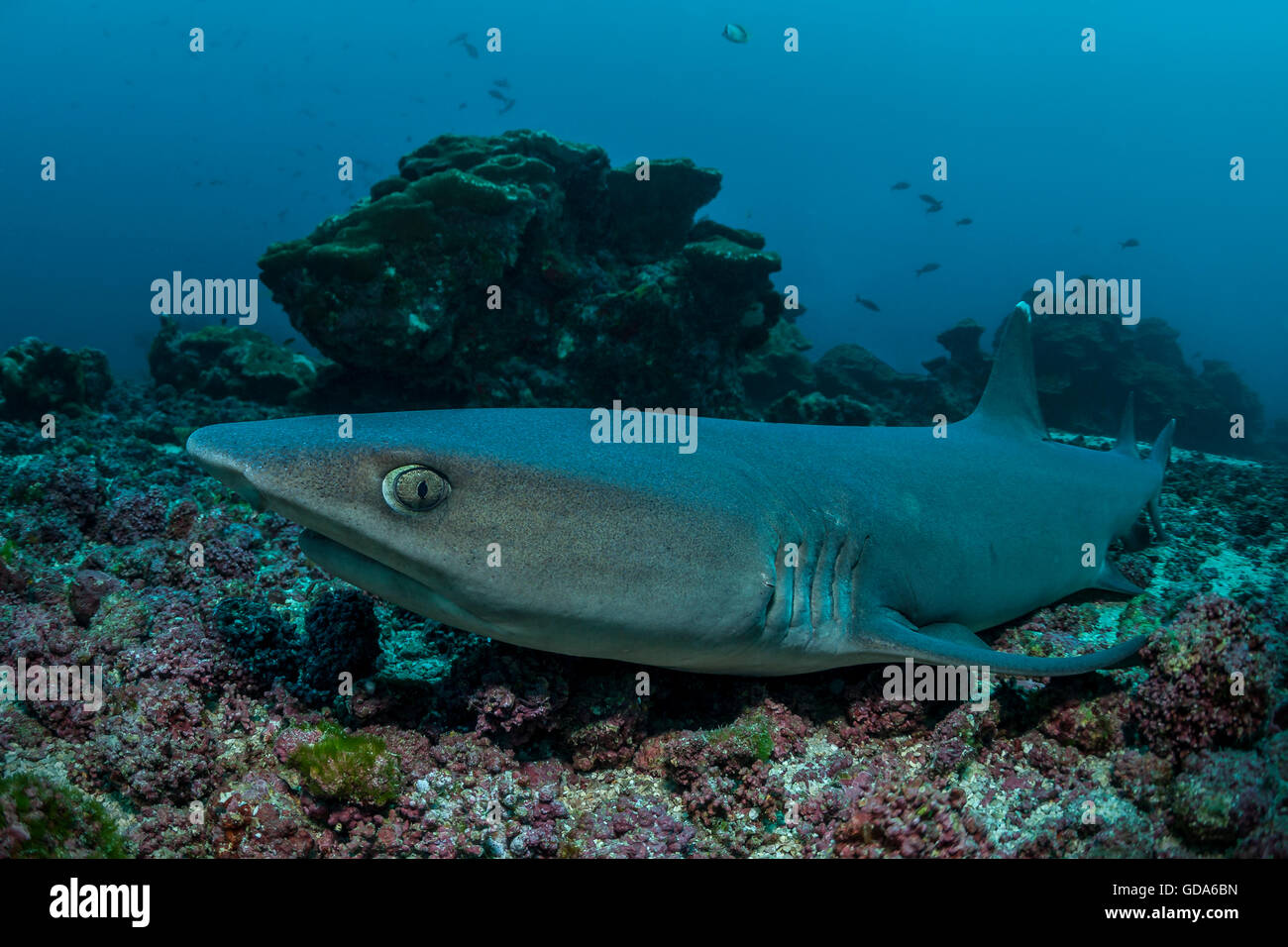 Whitetip Reef Shark resting, Triaenodon obesus, Cocos Island, Costa Rica Stock Photo