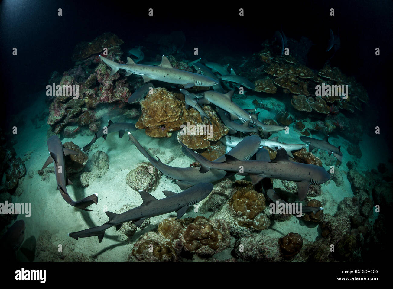 Whitetip Reef Shark hunting at night, Triaenodon obesus, Cocos Island, Costa Rica Stock Photo
