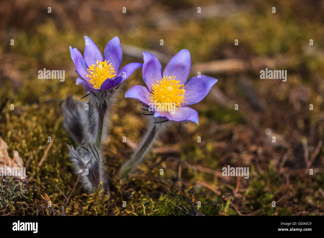 Wild Spring Flowers Pulsatilla. Stock Photo