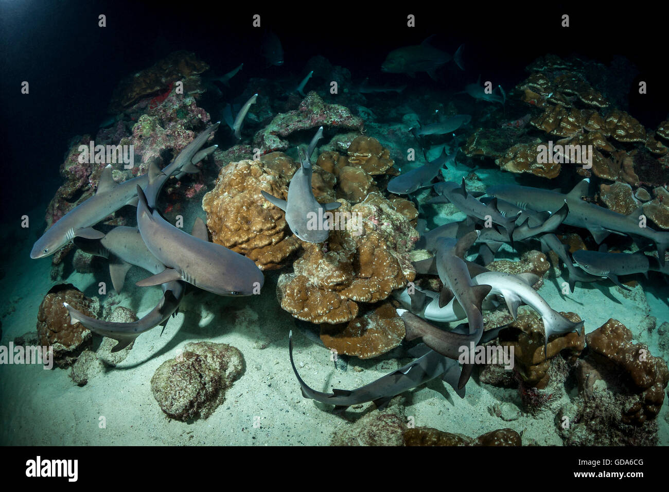 Whitetip Reef Shark hunting at night, Triaenodon obesus, Cocos Island, Costa Rica Stock Photo