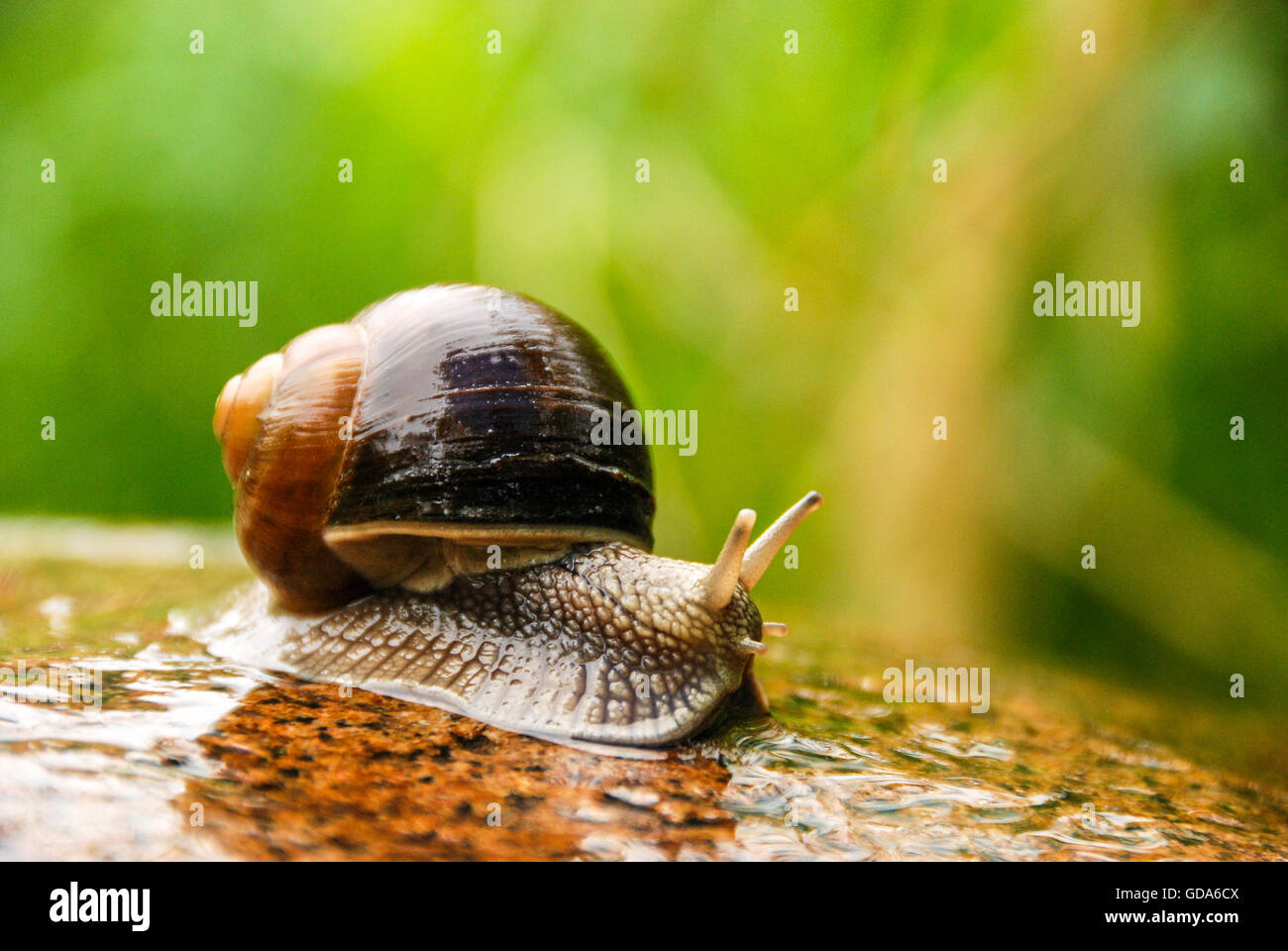 Snail on a stone. Stock Photo