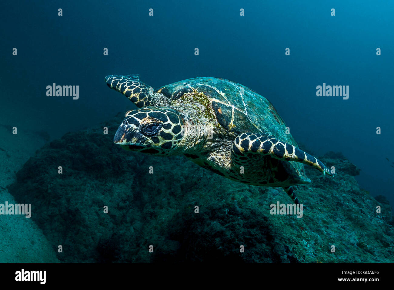 Isla cano costa rica hi-res stock photography and images - Alamy