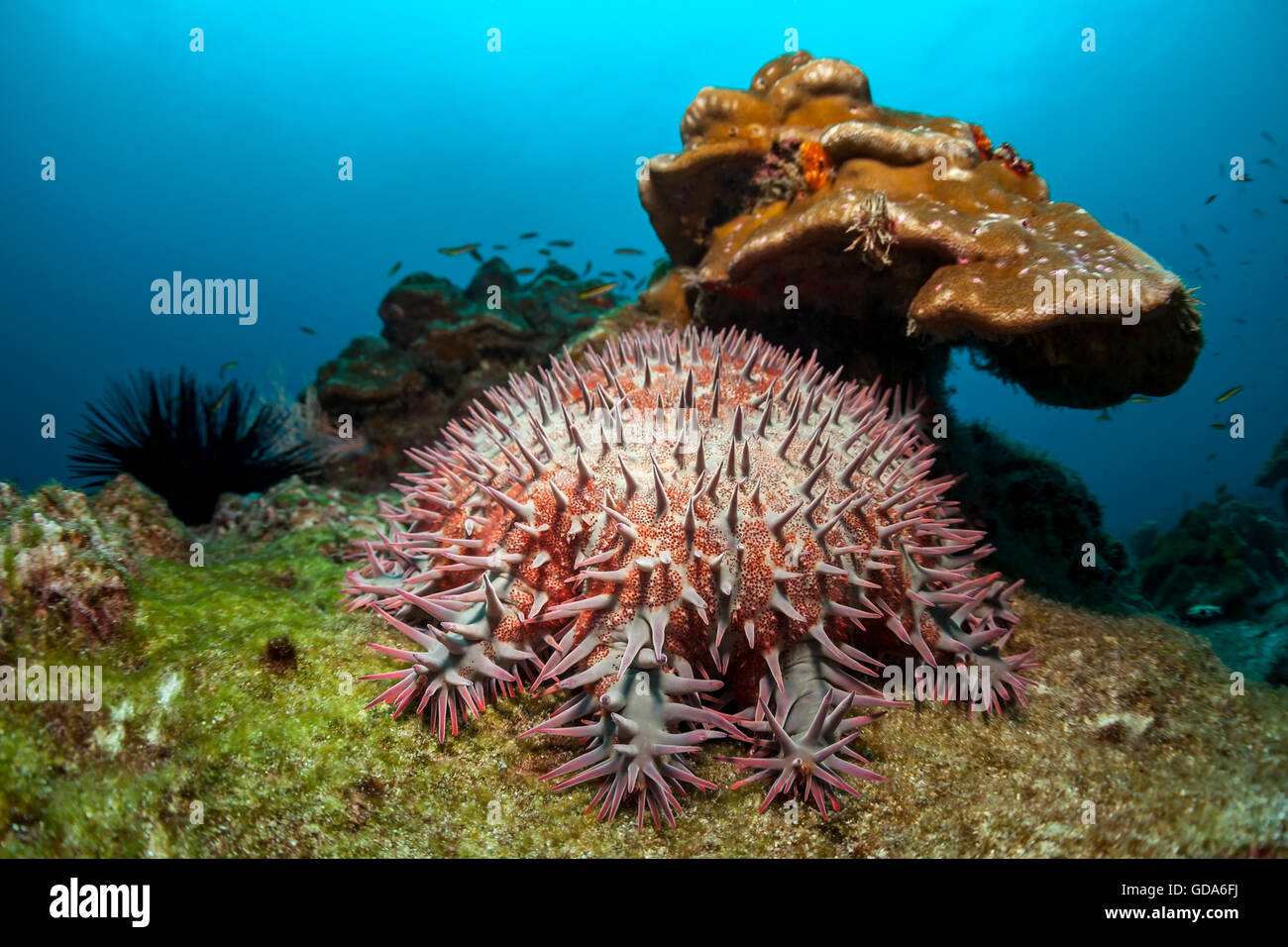 Crown of Thorns Starfish in Coral Reef, Acanthaster planci, Cocos Island, Costa Rica Stock Photo