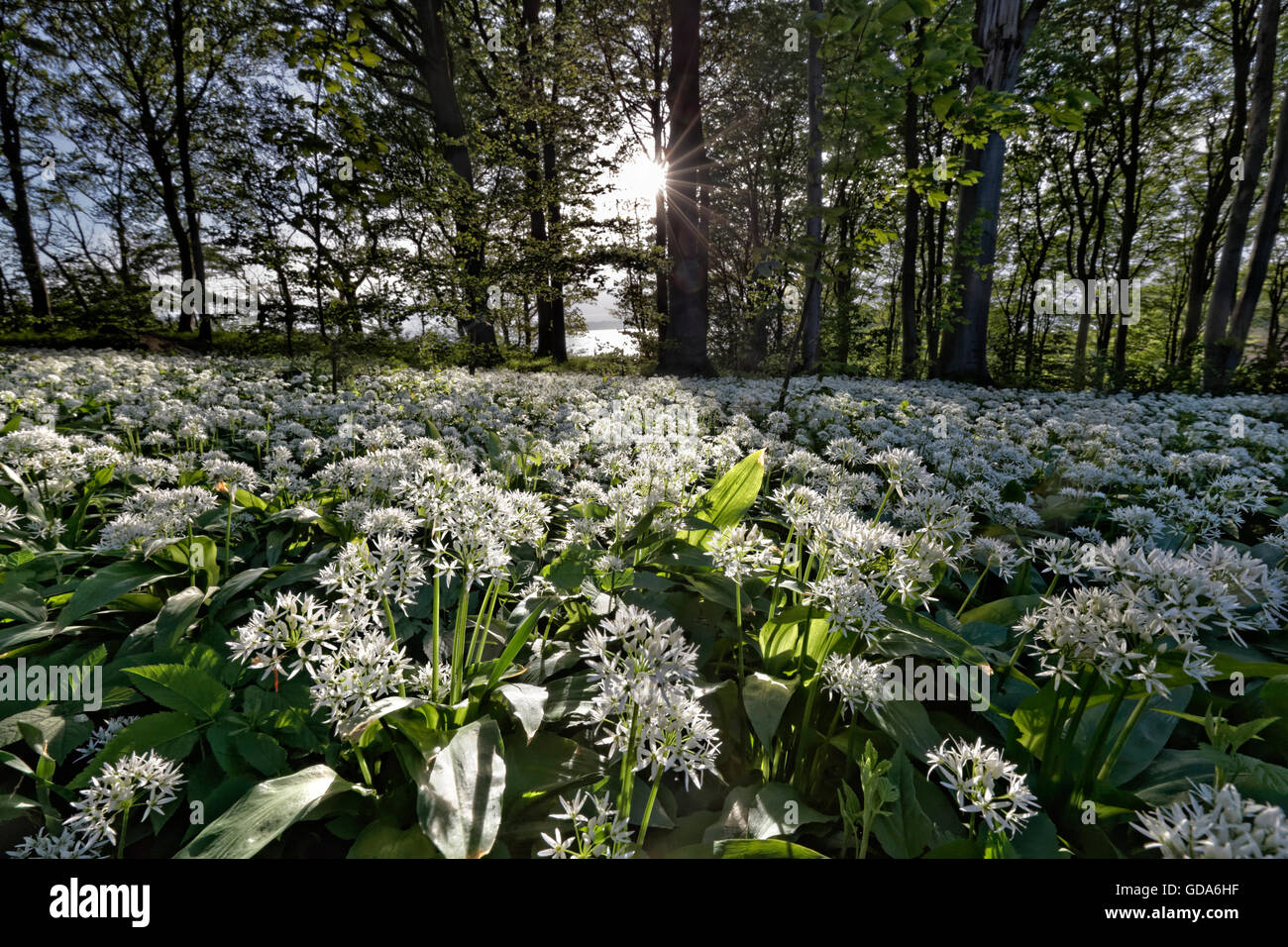 Field of Bears Garlic, Allium ursinum, Middelfart, Funen, Denmark Stock Photo