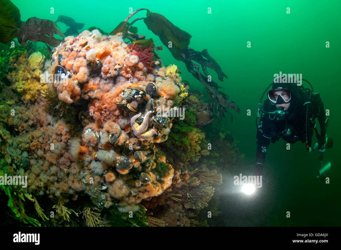 Scuba Diver and Plumose Sea Anemones, Metridium senile, Little Belt, Middelfart, Funen, Denmark Stock Photo
